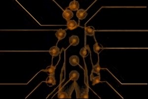 Wardrobe Slot Unlock: All